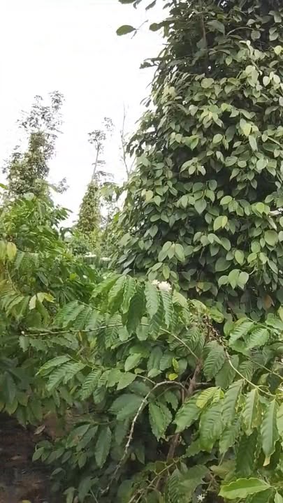 Farm 1.3ha tại Ea Dắh, Krông Năng giá 3.5 tỷ - Đầy đủ tiện nghi sẵn sàng hoạt động!