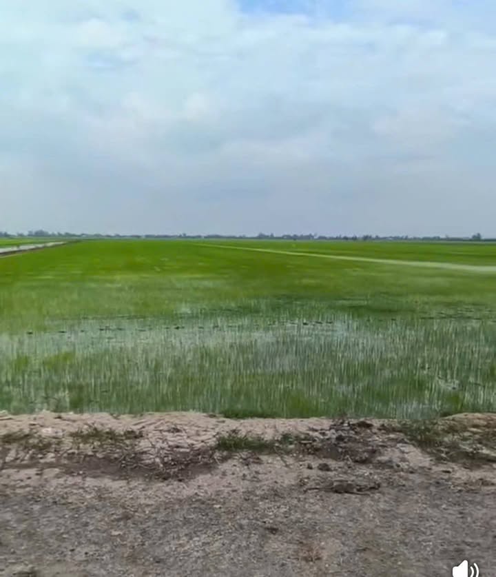 Đất ruộng 65 công tại xã Tây Phú, An Giang - Mặt tiền 90m, giá chỉ 10.4 tỷ!