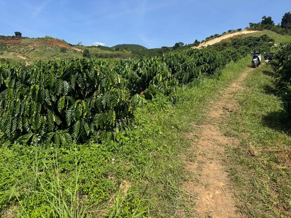 Đất Farm Đạ Đờn, Lâm Hà 6000m² giá 1.8 tỷ - Đầu tư sinh lời ngay!