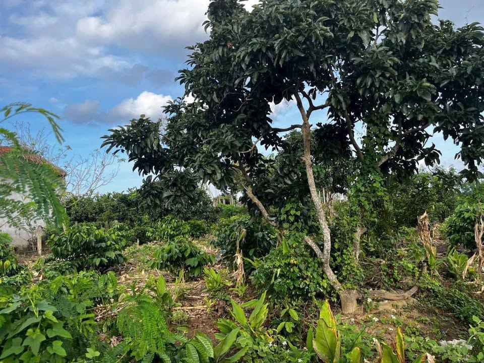 Đất nền thổ cư 168m² tại phường Cư Ebur - Giá chỉ 350 triệu, đầu tư sinh lời cao!