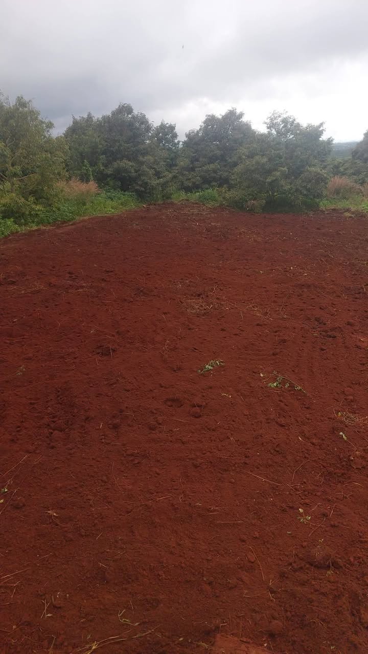 Đất nền Tam Giang 384m² giá đầu tư chỉ 1xx triệu - Đường bàn cờ thông tứ hướng!