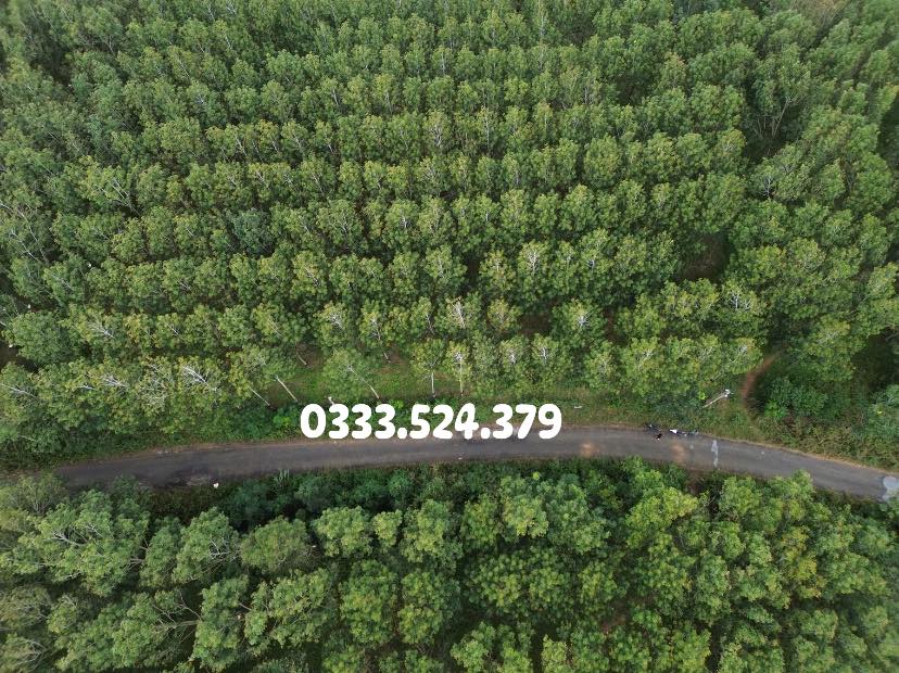 Đất Farm 5000m² tại Kon Braih, Quảng Ngãi - Giá chỉ 1.35 tỷ - Tiềm năng đầu tư lớn!