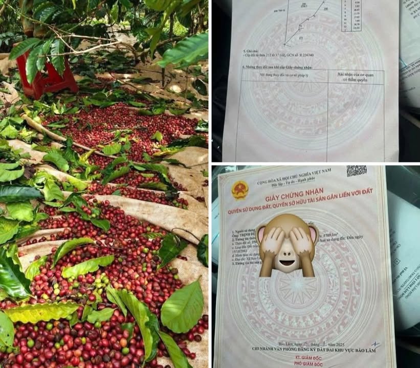 Đất nông nghiệp Tân Lạc, Bảo Lâm 4.700m² giá 1.2 tỷ - Cơ hội đầu tư hấp dẫn!