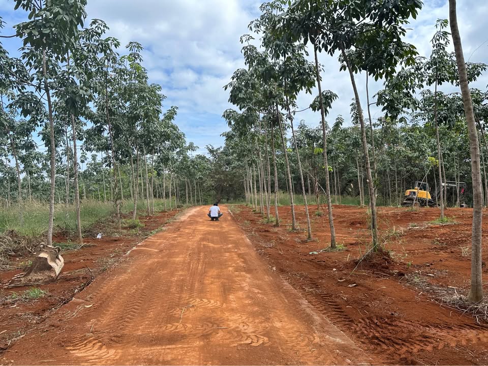 Đất Phú Riềng 7.4 sào chỉ 1.3 tỷ - Đường bê tông ô tô vào tận nơi!