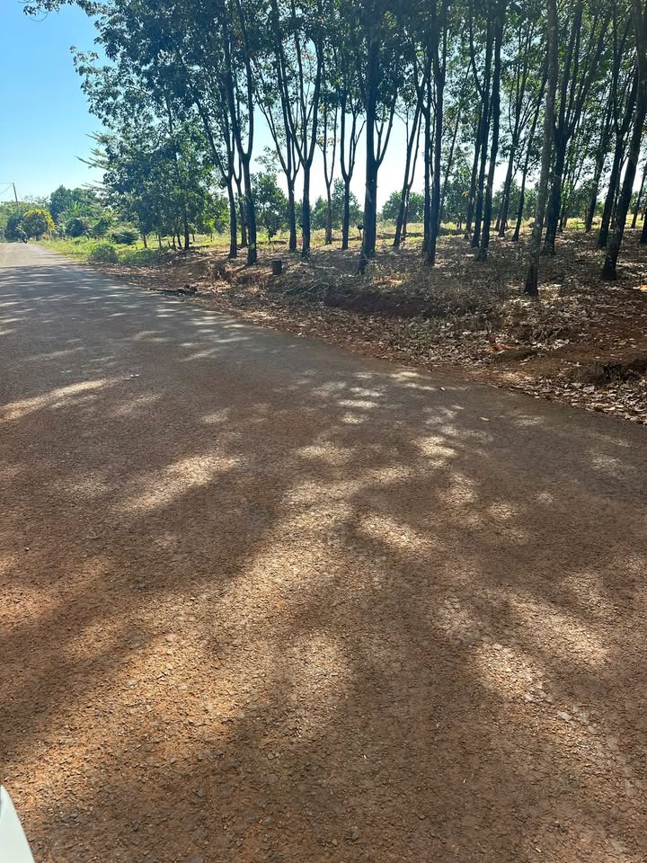 Đất nền Lộc Quang, Lộc Ninh 10.000m² giá 2.3 tỷ - Sổ đỏ chính chủ, đầu tư sinh lời!