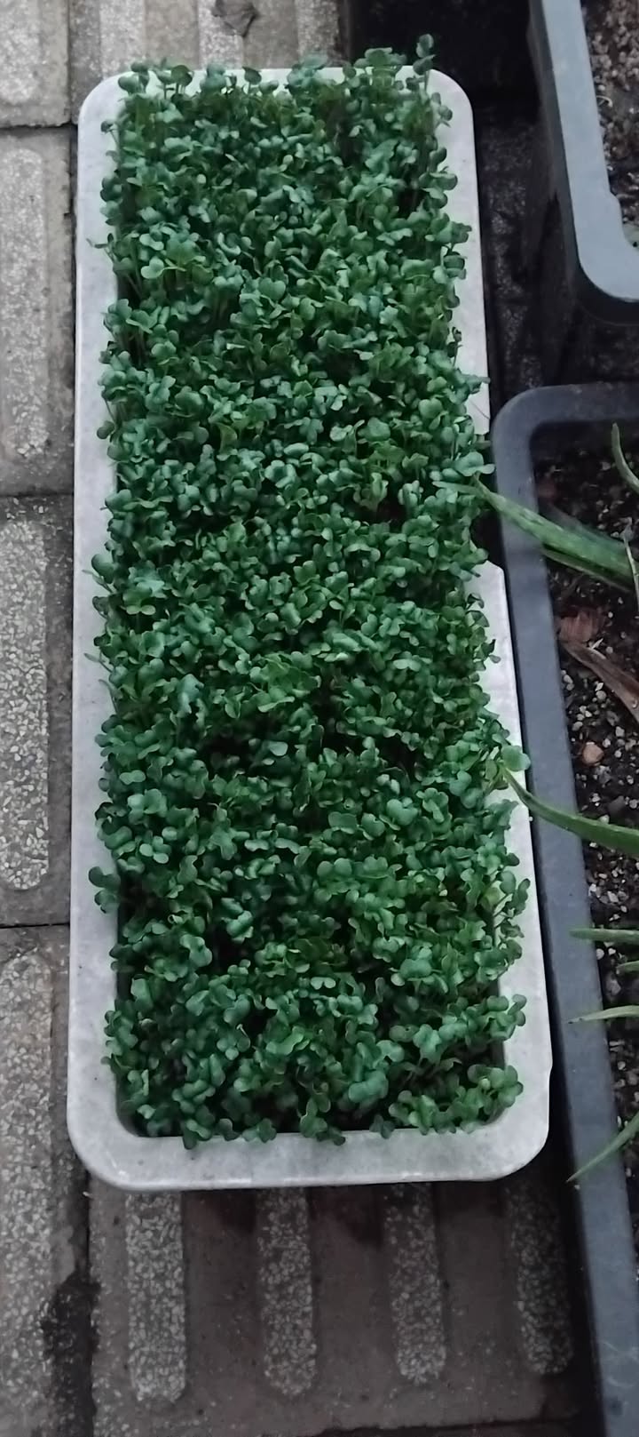 Đất vườn Hòa Vang Đà Nẵng 750m² giá 3.5 tỷ - Đầu tư lý tưởng gần đường vành đai!