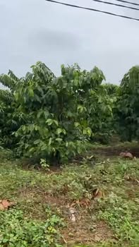 Đất nông nghiệp Ia Tô, Ia Grai 11.000m² giá 2.4 tỷ - Tiềm năng đầu tư cao!