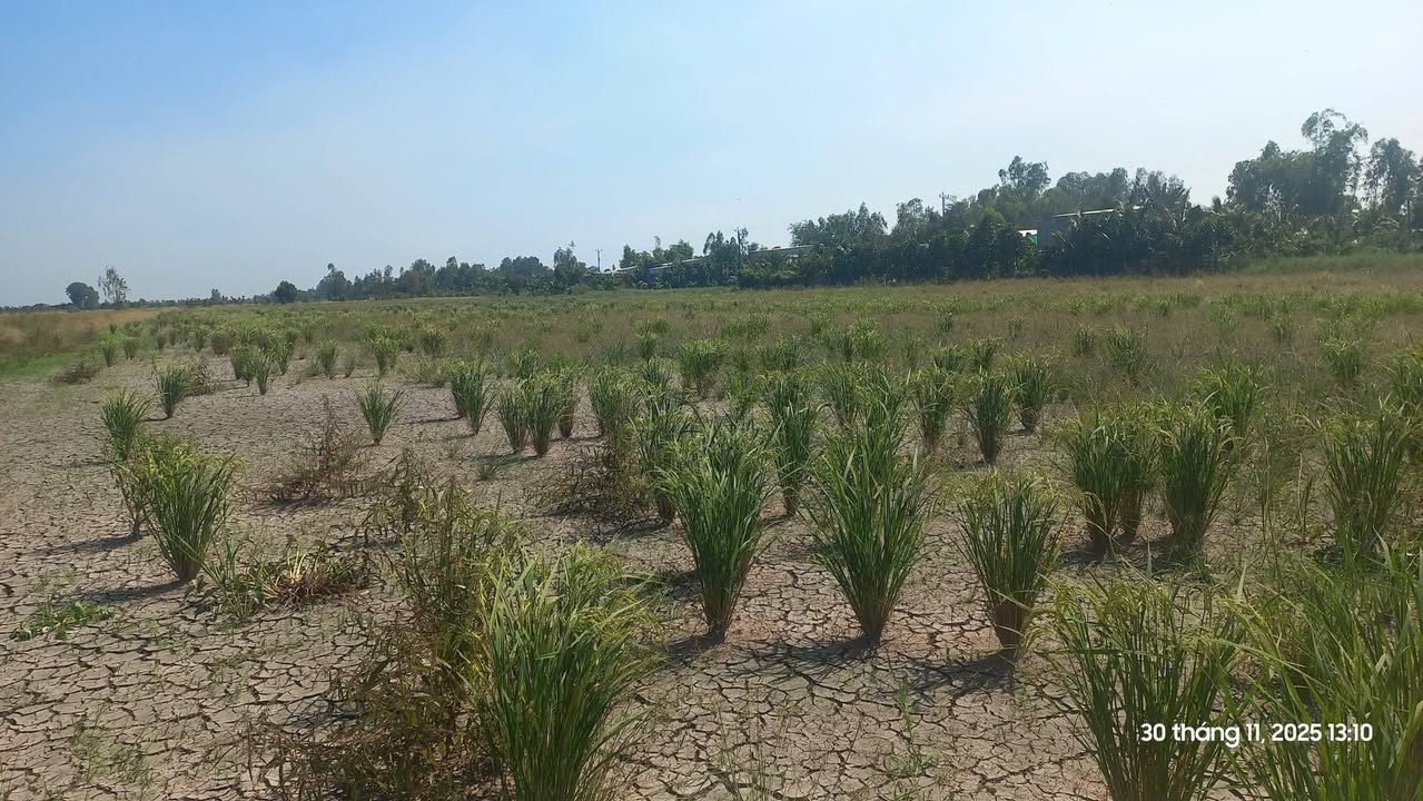 Đất ruộng 20 công tại Phú Cường, Đồng Tháp giá 2.4 tỷ - Chính chủ bán gấp!