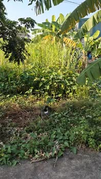 Đất nền Khánh Thủy, Ninh Bình 247m² chỉ 600 triệu - Đường ô tô thông thoáng!