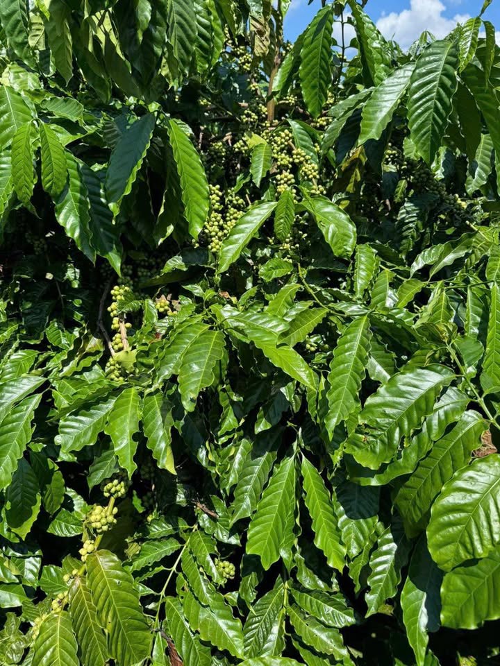 Đất vườn xã Ia Pếch 1,1ha giá chỉ 2,8 tỷ - Cơ hội đầu tư tuyệt vời!