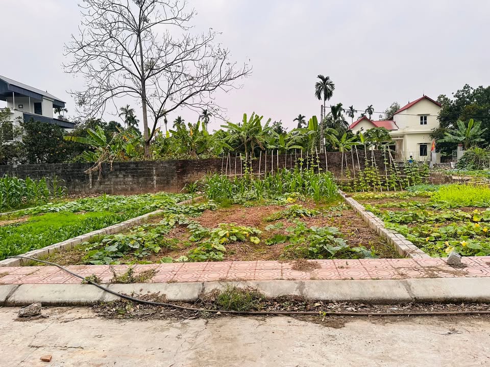 Đất thổ cư 81m² tại Lai Tảo, Mỹ Đức, Hà Nội chỉ 1 tỷ - Nở hậu hút tài lộc!