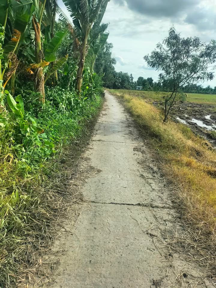 Đất lúa 1000m² mặt tiền đường Đan, huyện Cầu Kè, Trà Vinh - Giá chỉ 220 triệu