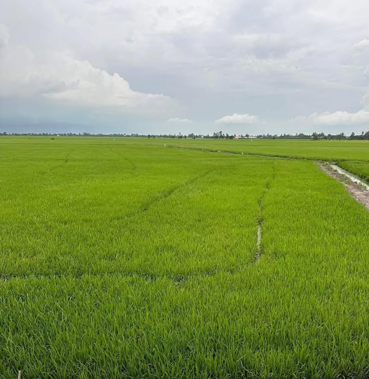 Đất ruộng 21 công tại Bình Thạnh, Hồng Ngự, 3.57 tỷ - Cơ hội đầu tư sinh lời!