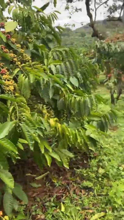 Farm Bù Đăng 90,000m² - Đất đẹp, sổ đỏ chính chủ, gần dân cư