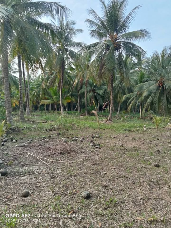 Đất vườn Thạnh Ngãi Mỏ Cày Bắc 6000m² giá 3.5 tỷ - Cơ hội đầu tư hiếm có!