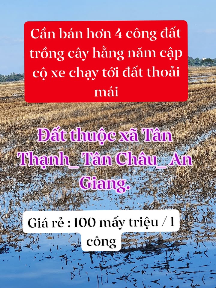 Đất nông nghiệp 4097m² xã Tân Thạnh giá chỉ 100 triệu/công - Đầu tư sinh lời ngay!