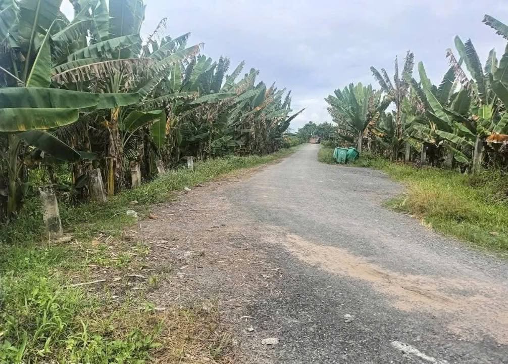 Đất vườn 11 công tại Bình Phước, Vĩnh Long - Sổ đỏ chính chủ, giá tốt!