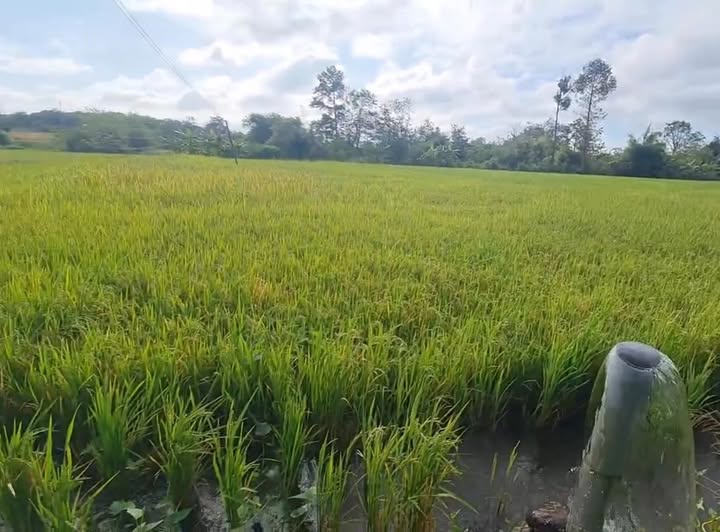 Đất nông nghiệp tại thôn Bình Hoà, xã Ea M'nang 5400m² chỉ 259 triệu - Cơ hội đầu tư tuyệt vời!