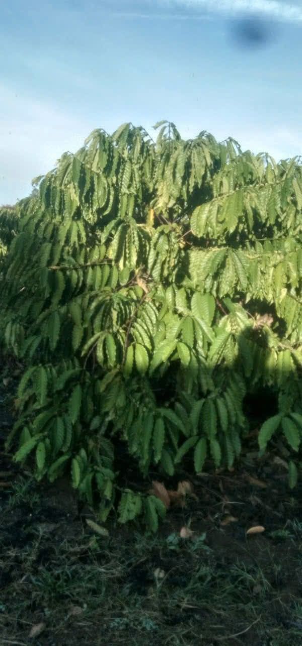 Đất Farm 1,6 ha tại Cư M'gar, Đắk Lắk - Giá chỉ 2,1 tỷ VND!