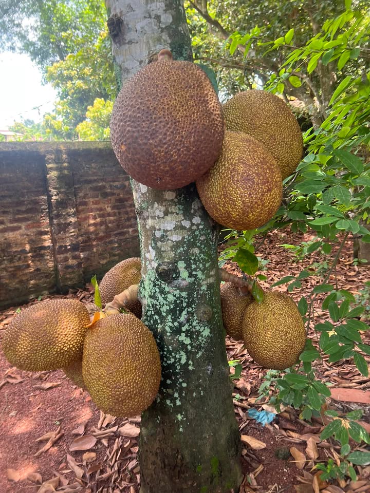 Đất cây lâu năm 1080m² tại Bình Sơn, Lục Nam - Giá chỉ 250 triệu VND!