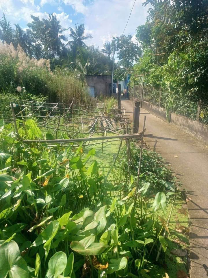 Đất thổ cư Phường 5, TP Tân An 84m² giá 490 triệu - Thích hợp xây nhà ở lâu dài!