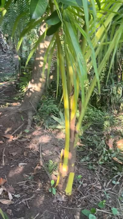 Đất vườn 616m² xã Tân An Luông, Vĩnh Long - Bán gấp 290 triệu