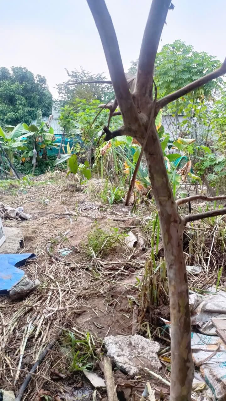 Đất nền Tân Phong Biên Hòa 200m² giá 450 triệu - Sổ đỏ chính chủ, bớt lộc