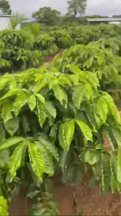 Đất nền Cư Kuin Đắk Lắk 1080m² giá 555 triệu - Pháp lý sổ đỏ chính chủ!