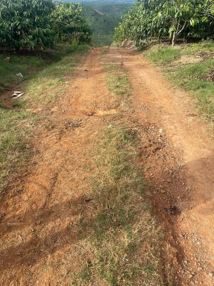 Farm 8.5 sào tại xã N'Thol Hạ, huyện Đức Trọng - Giá chỉ 2.635 tỷ, cơ hội đầu tư tốt!