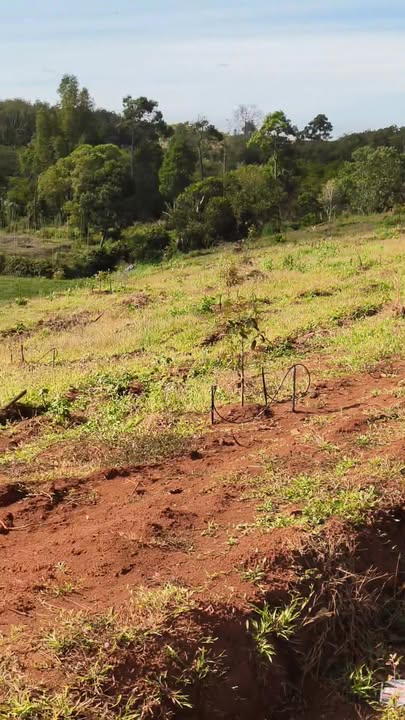 Đất nông nghiệp Bù Đăng 2.48ha giá 1.5 tỷ - Sẵn sàng đầu tư!