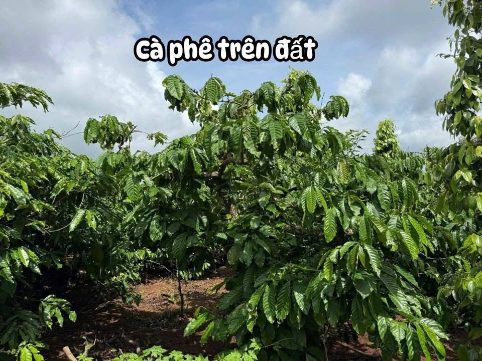 Đất nền Krông Buk Đắk Lắk 500m² giá 239 triệu - Đầu tư sinh lời hấp dẫn!