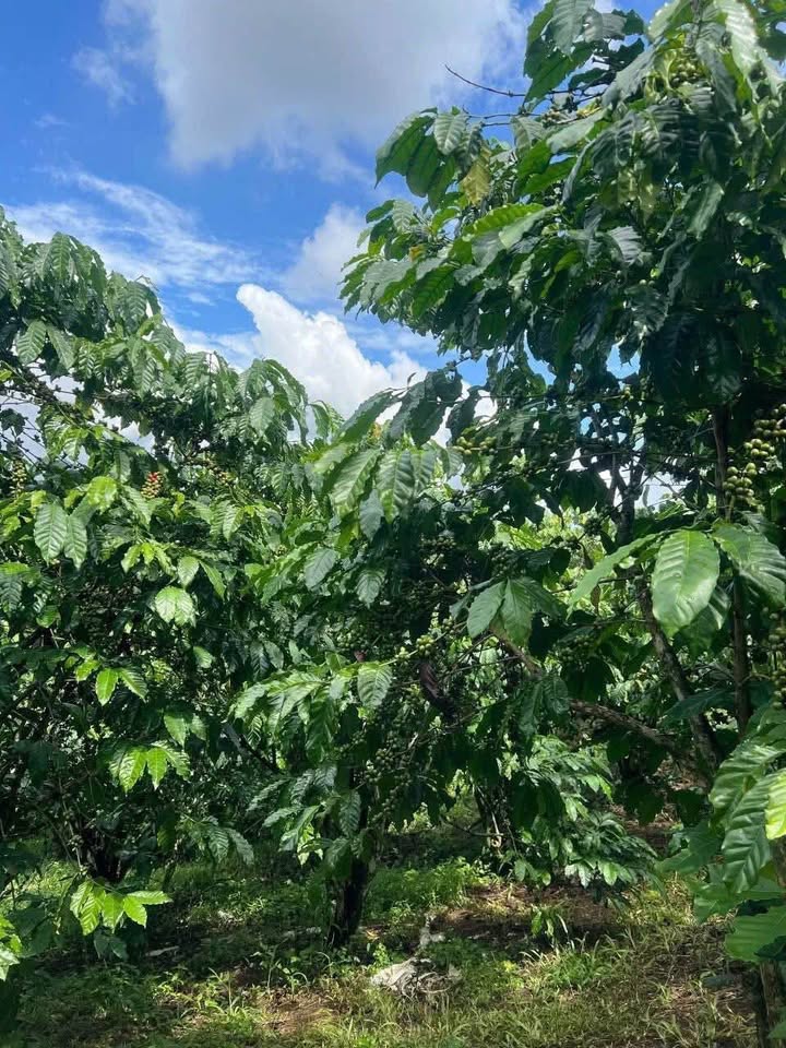 Bán đất vườn 1ha1 tại Lộc Ngãi, Bảo Lâm - Giá chỉ 4 tỷ, pháp lý rõ ràng!