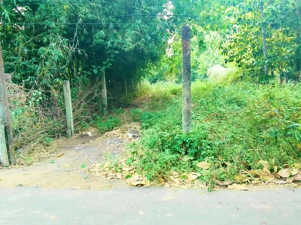 Đất nền mặt tiền nhựa tại Ấp Sóc Ruộng, Ngũ Lạc, 748m² giá 749.28 triệu - Cơ hội đầu tư hấp dẫn!