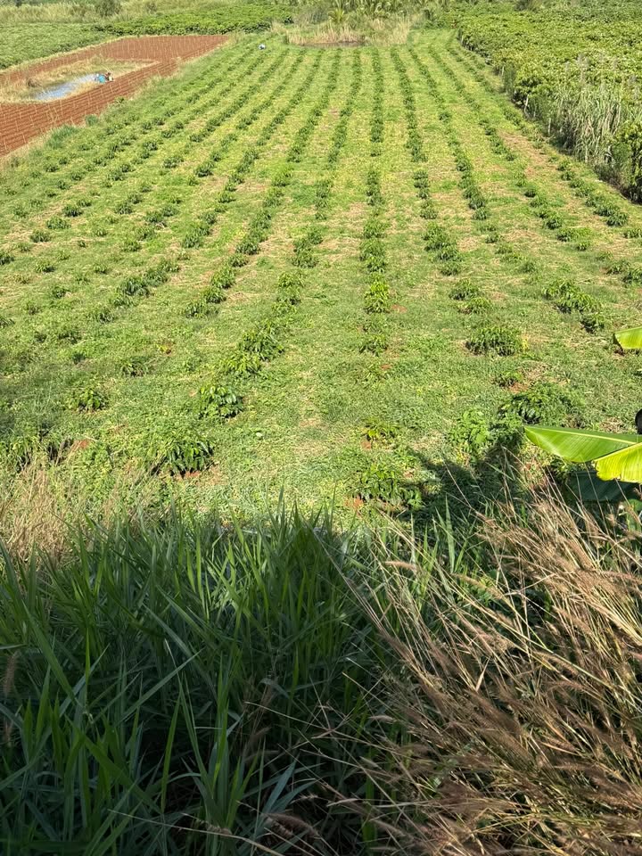 Đất nền Farm 8000m² Hoài Đức giá 5 tỷ - Đầy đủ tiện nghi và vị trí đẹp!