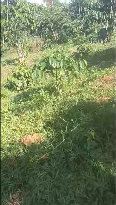 Đất nền 4000m² thôn 9, xã Lộc Ngãi, huyện Bảo Lâm - Giá chỉ 1.52 tỷ, sổ đỏ chính chủ!