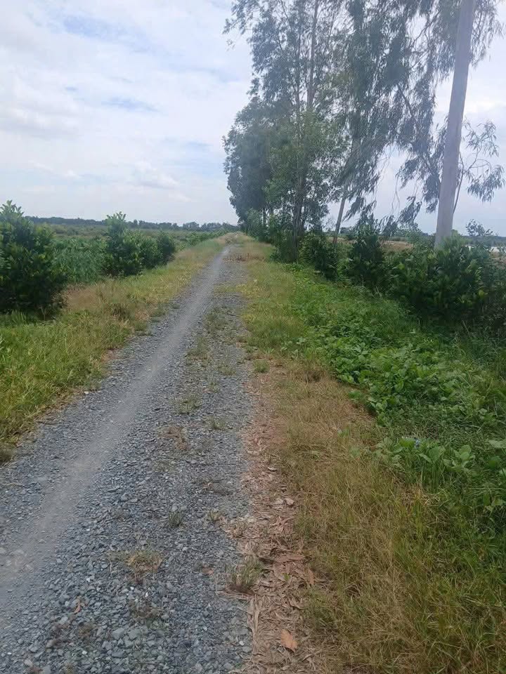 Đất lúa Thủ Thừa Long An 3000m² giá 1.05 tỷ - Sổ hồng riêng chính chủ!