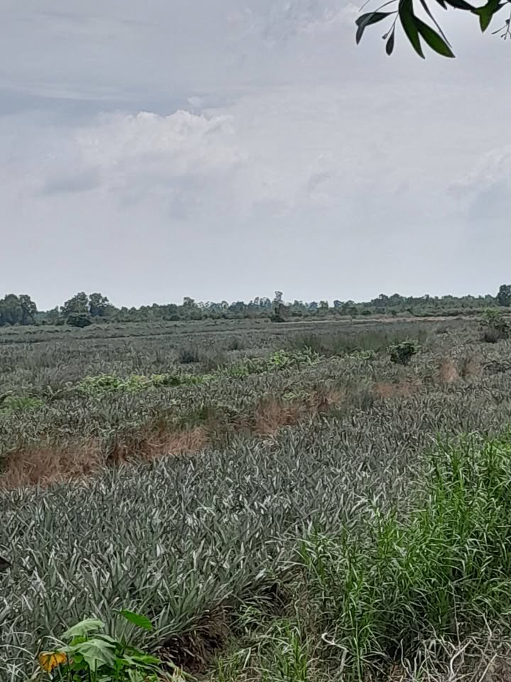 Đất 2 mặt tiền đường nhựa Hưng Thạnh, Tân Phước 17.000m² giá 6.46 tỷ - Đầu tư sinh lời cao!