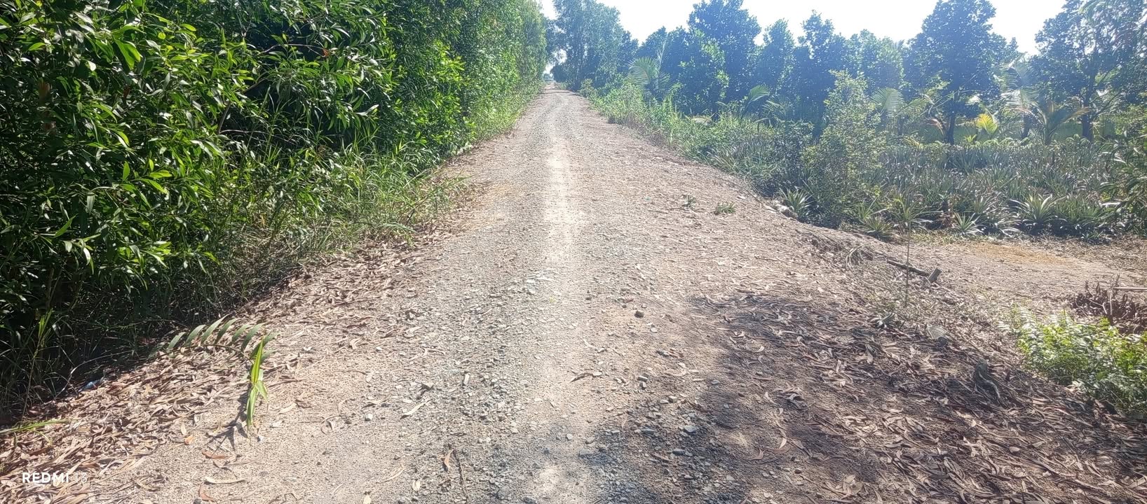 Đất nền Tân Phước 3, Tiền Giang 8,5 công giá 2,125 tỷ - Đường ô tô vào tận nơi!