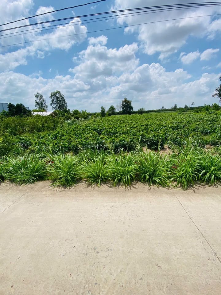 Đất thổ cư mặt tiền đường xe hơi xã Phú Thạnh 501m² giá 870 triệu - Cơ hội đầu tư hấp dẫn!