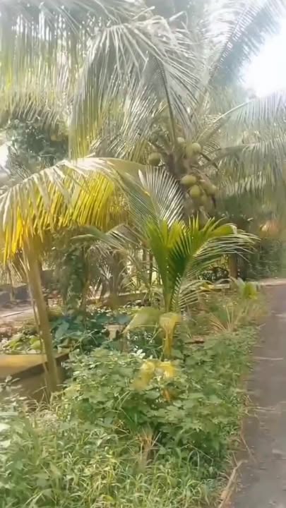 Đất Vườn Cam 42000m² Châu Điền, Cầu Kè - Giá 11.5 tỷ - Cơ hội đầu tư tuyệt vời!