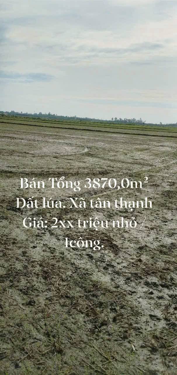 Đất nền Tân Thạnh, Tân Châu 3870m² chỉ 9.01 tỷ - Sổ đỏ chính chủ