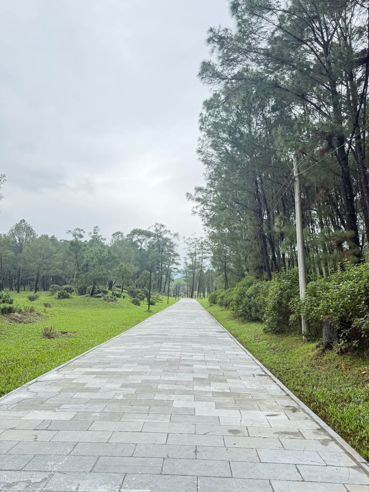 Đất mặt tiền Nguyễn Chánh, 94m² giá 8 tỷ - Vị trí kinh doanh sầm uất!