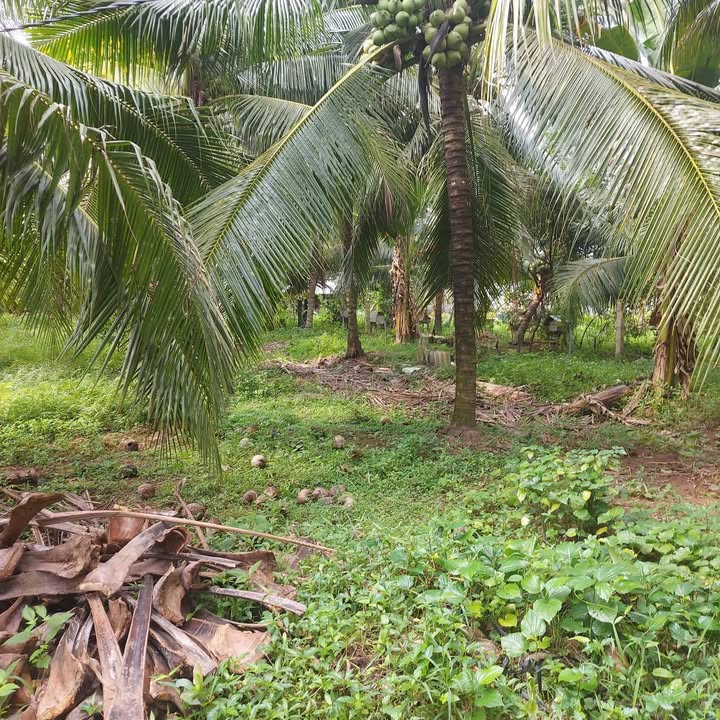 Bán đất mặt tiền lộ NT Tân Thạch, Châu Thành, Bến Tre, 1870m² chỉ 2.1 tỷ - Cơ hội đầu tư hấp dẫn!