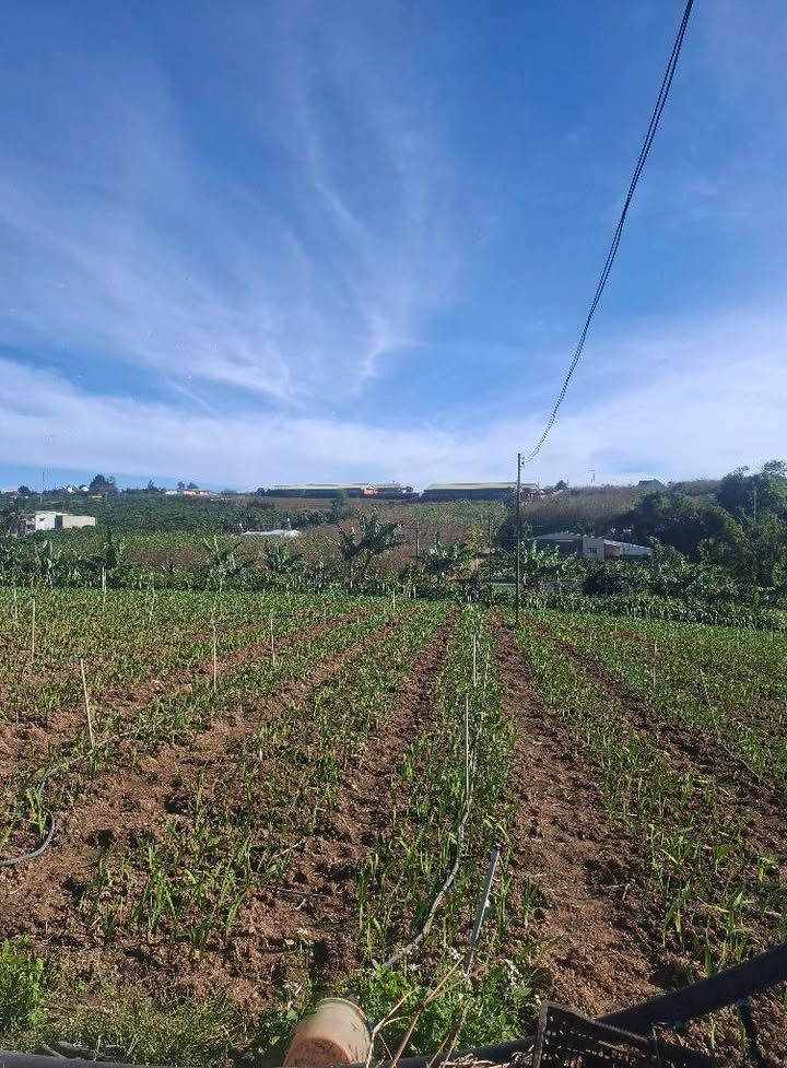 Đất nền Hiệp Thạnh, Đức Trọng 1300m² giá 669 triệu - Sổ hồng riêng, cơ hội đầu tư hấp dẫn!