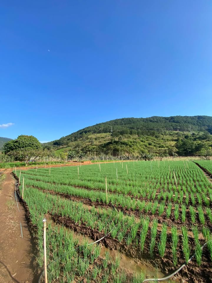 Đất nền Hiệp An, Đức Trọng 3000m² giá 8 tỷ - Đầu tư nghỉ dưỡng lý tưởng!