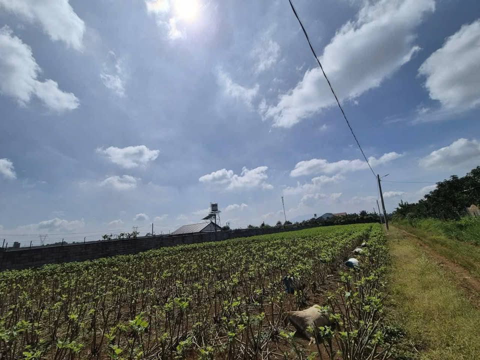 Đất nền Bảo Lộc 226m² giá 1.25 tỷ - Sổ hồng chính chủ