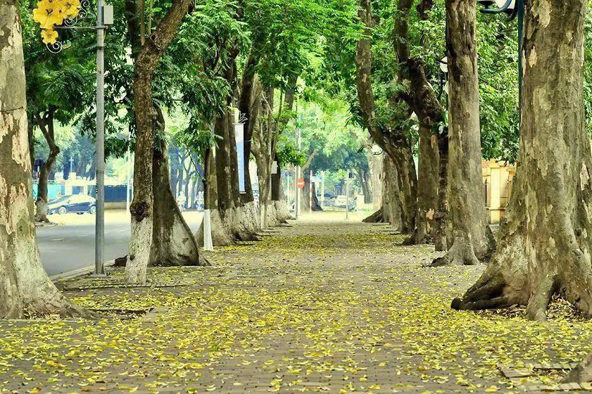 Nhà phố Phan Đình Phùng 101m² giá 61.8 tỷ - Ô tô đỗ 24/24, thiết kế sân vườn