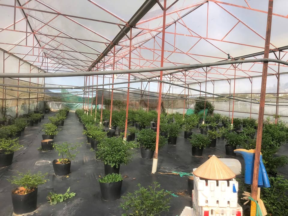 Đất Nguyễn Hoàng P7 Đà Lạt 594m² giá 5.94 tỷ - Pháp lý sổ đỏ chính chủ