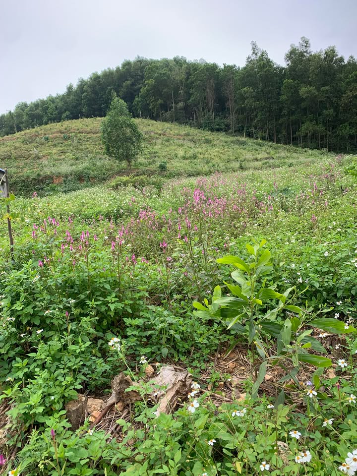 Đất nền Tân Thành Thái Nguyên 216m² giá chỉ 5xxx - Cơ hội đầu tư sinh lời!