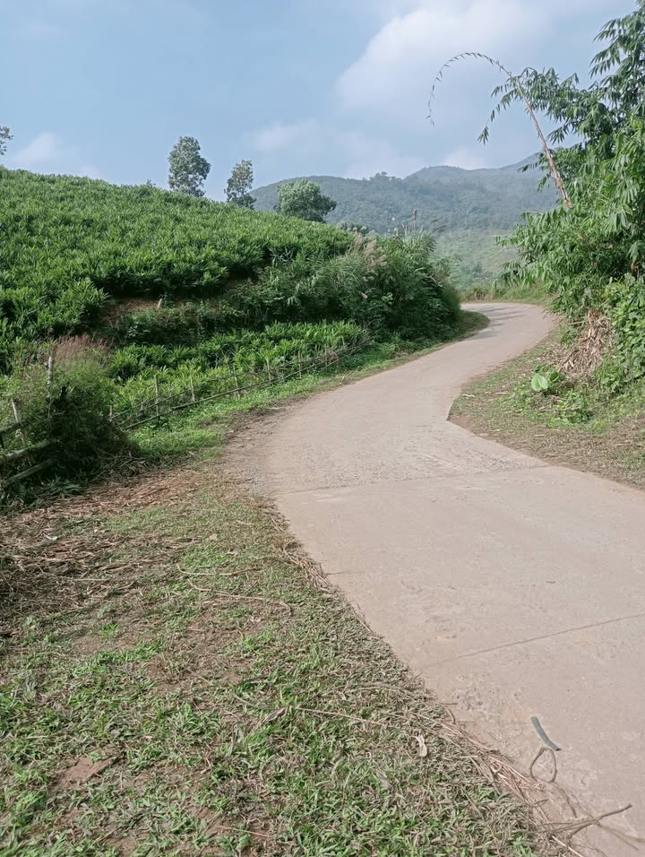 Đất rừng sản xuất 10ha tại Liên Sơn, Lâm Thao, Phú Thọ - Đất đẹp, giá thỏa thuận!